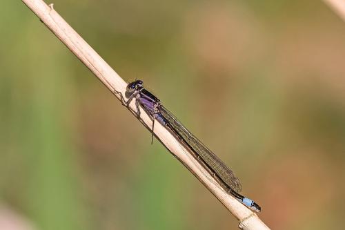 Ischnura elegans